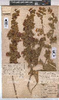 Anisodontea triloba image
