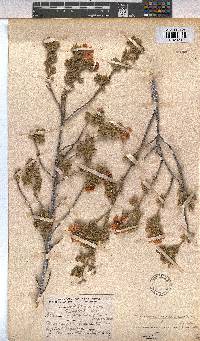Anisodontea triloba image