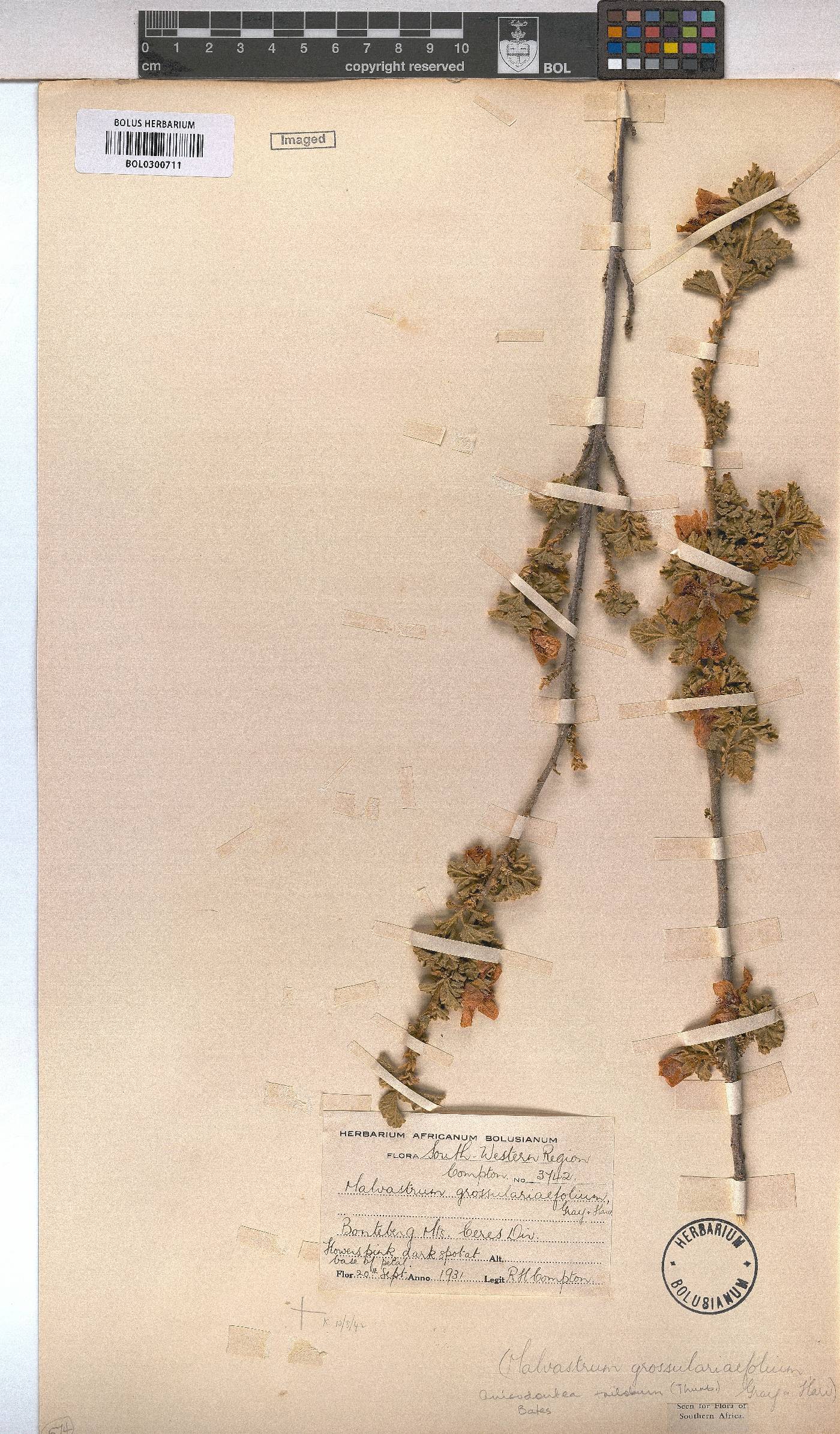 Anisodontea triloba image