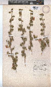 Anisodontea triloba image