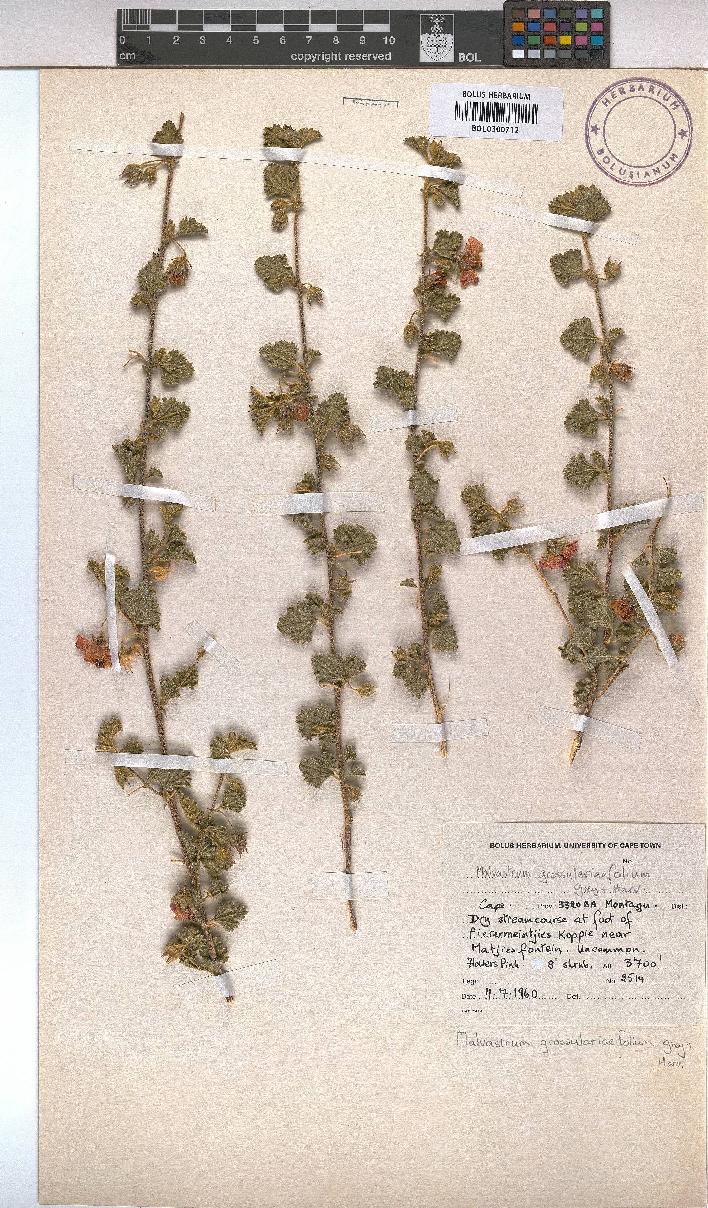 Anisodontea triloba image