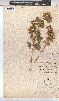 Anisodontea triloba image