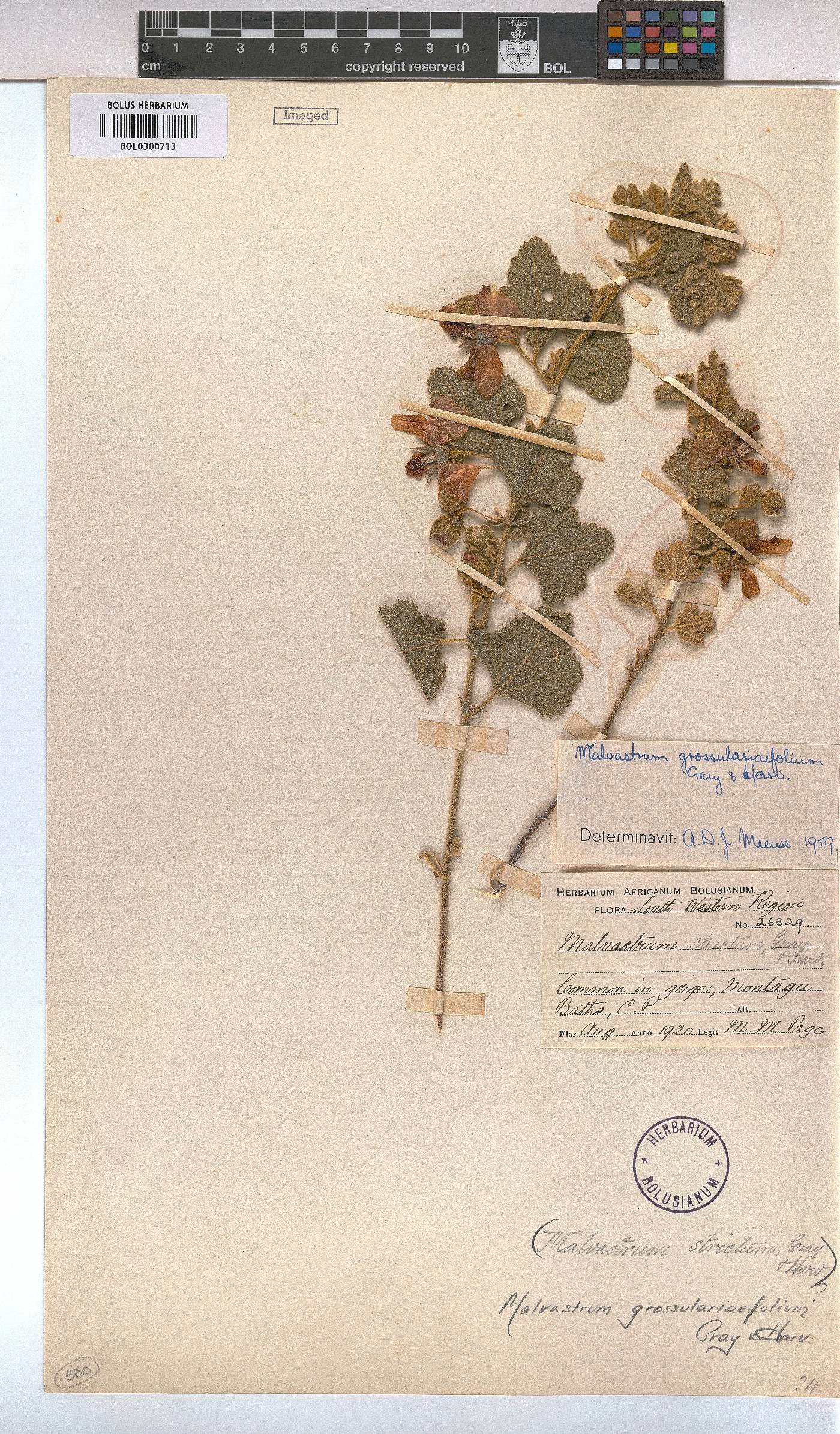 Anisodontea triloba image