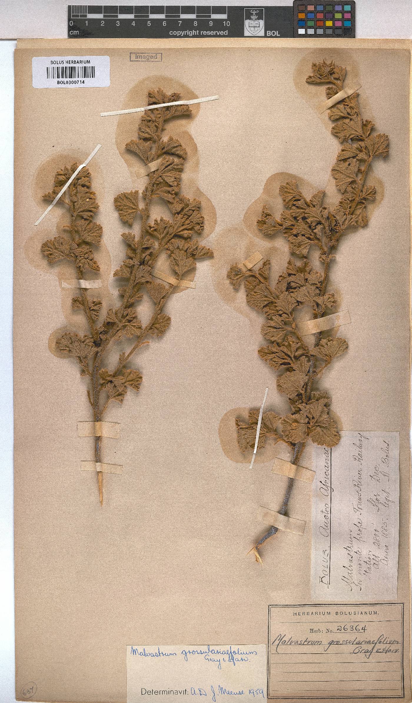 Anisodontea triloba image