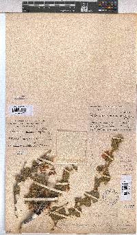 Anisodontea triloba image