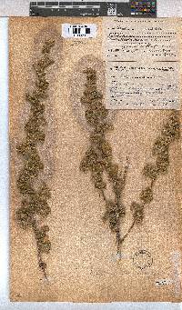 Anisodontea triloba image