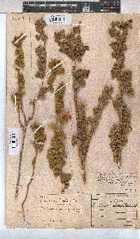 Anisodontea triloba image