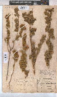 Anisodontea triloba image