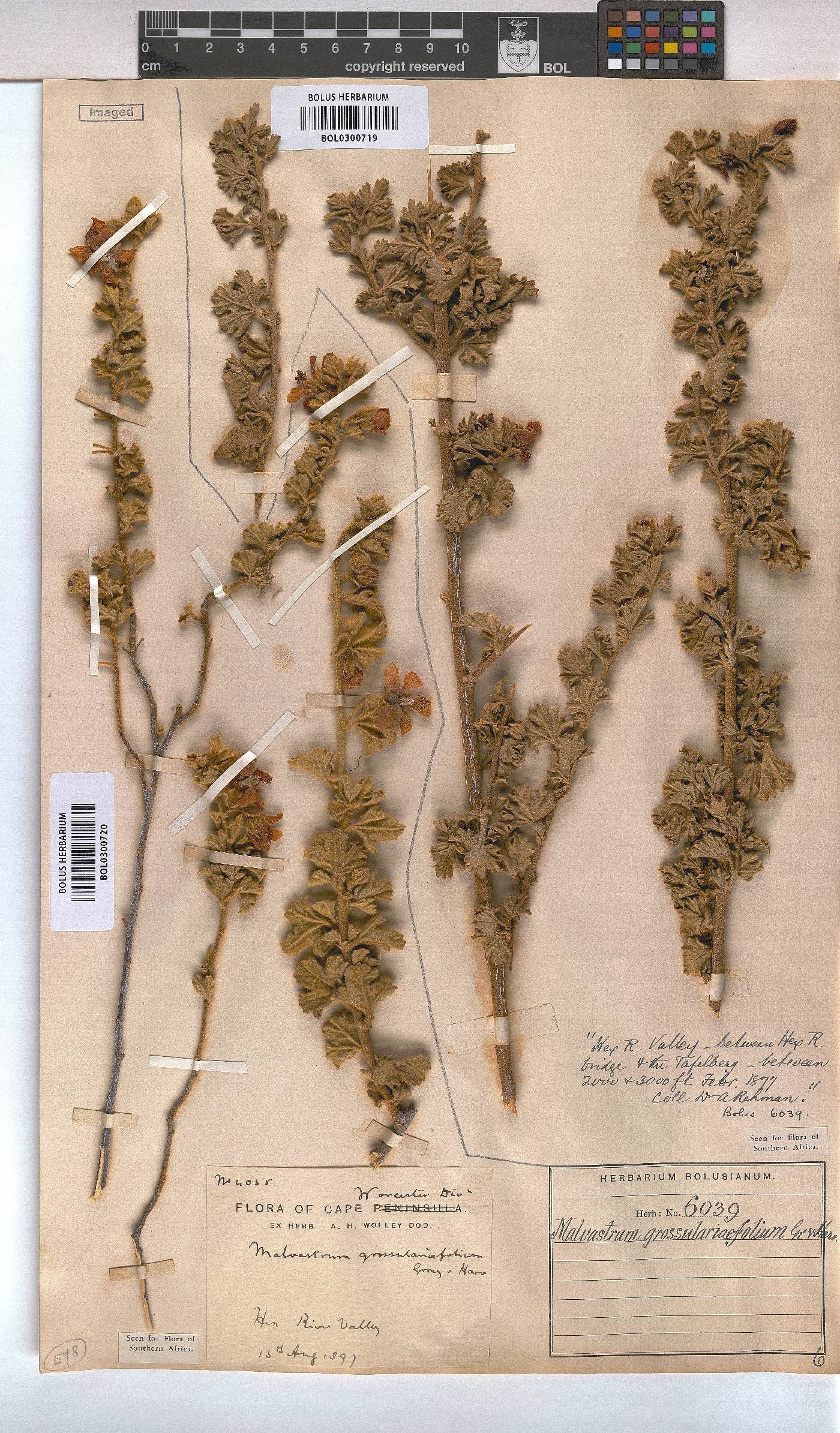 Anisodontea triloba image