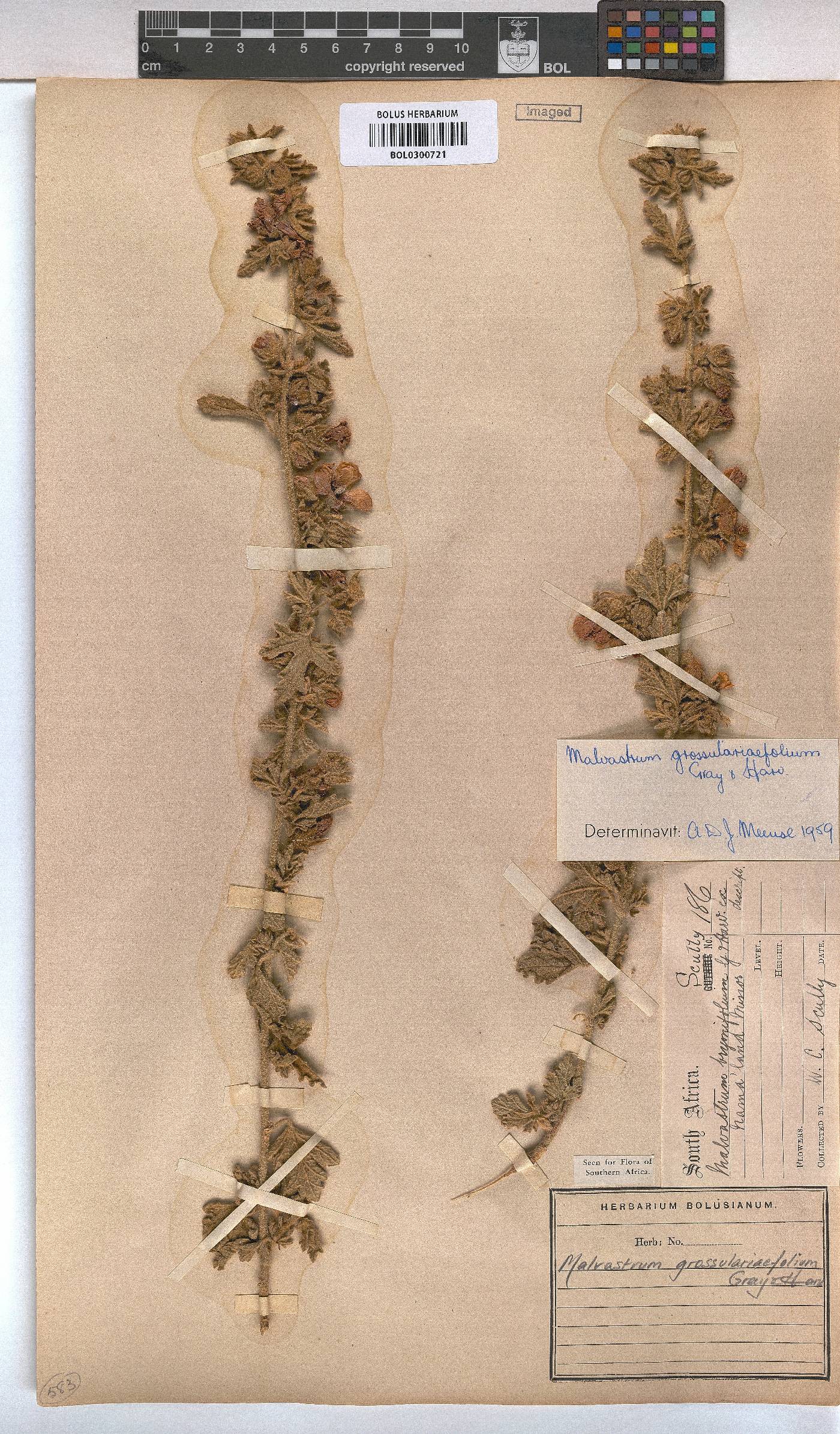 Anisodontea triloba image