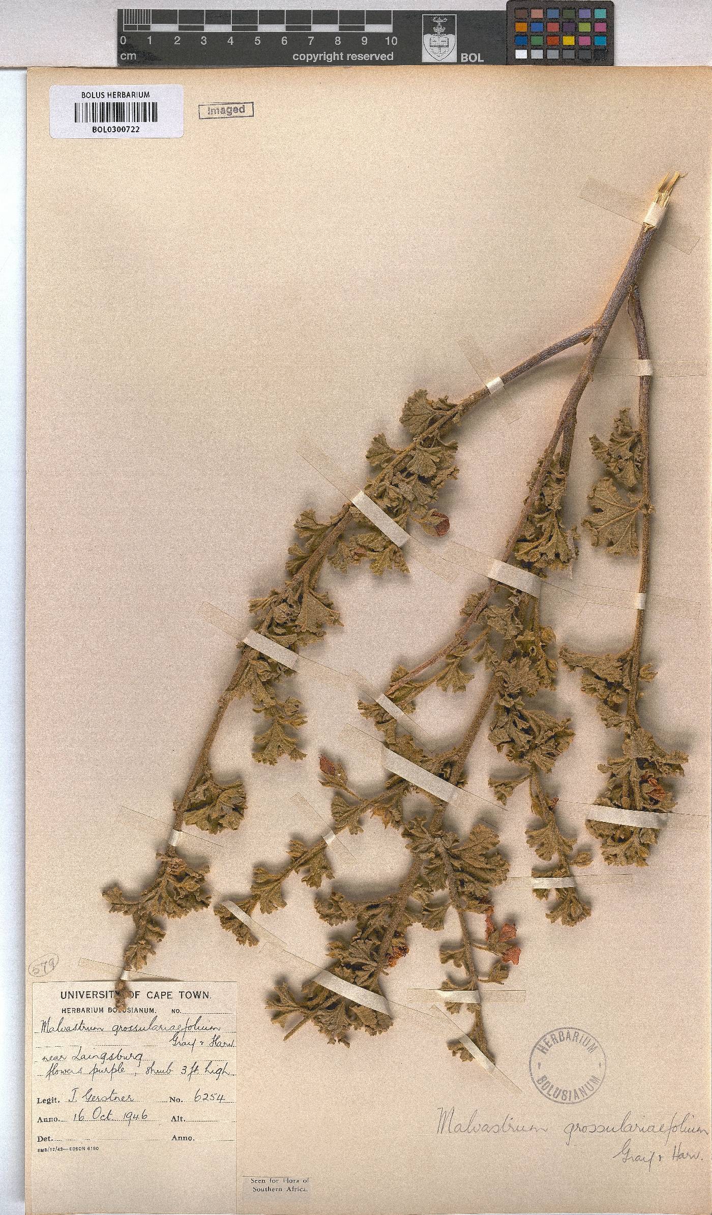 Anisodontea triloba image