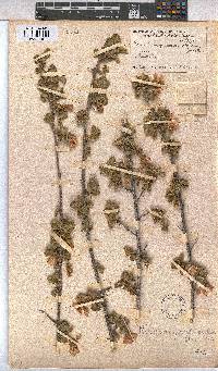 Anisodontea triloba image