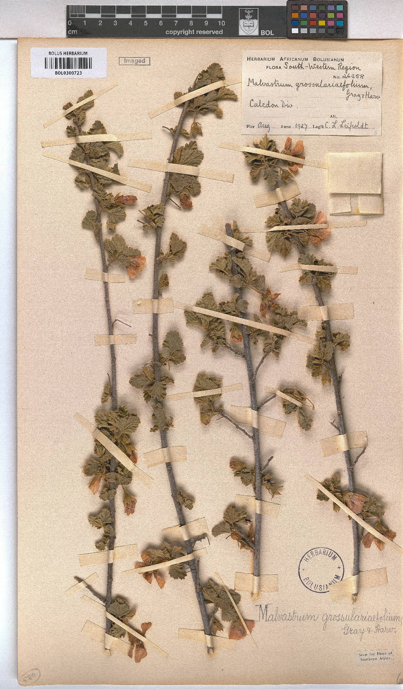 Anisodontea triloba image
