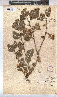 Anisodontea scabrosa image