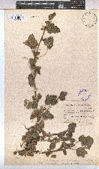Anisodontea scabrosa image