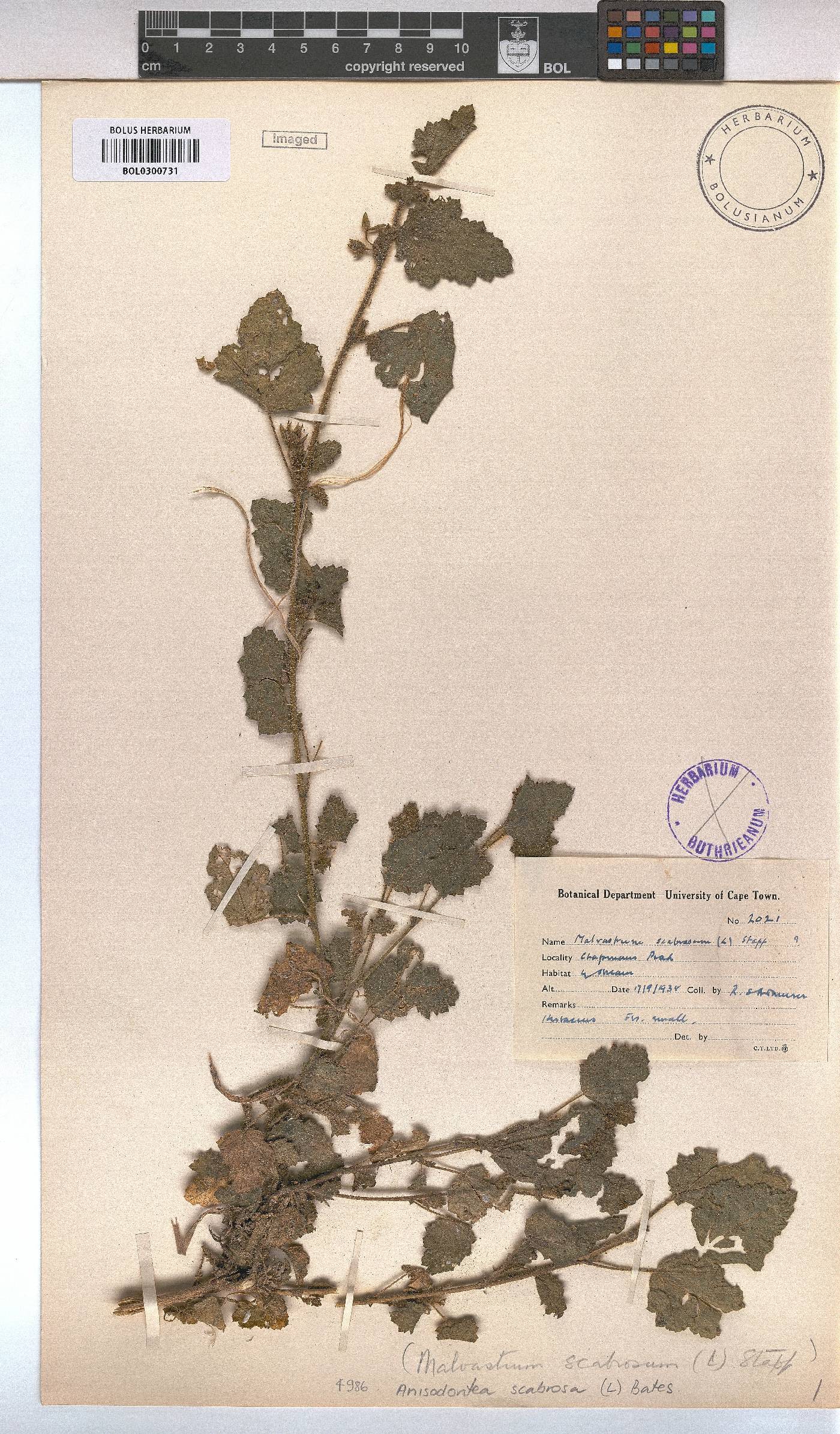 Anisodontea image