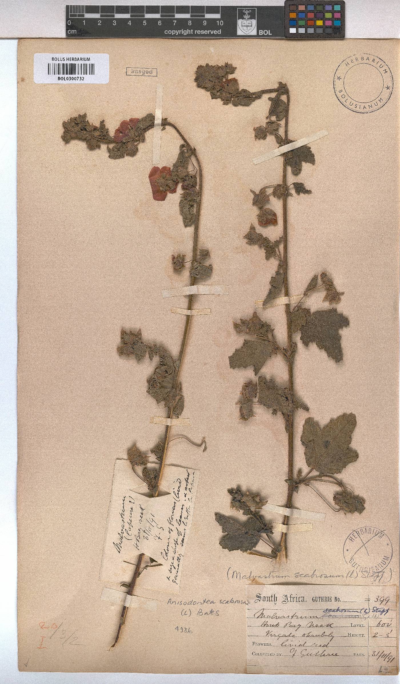 Anisodontea scabrosa image