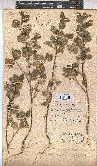 Anisodontea scabrosa image