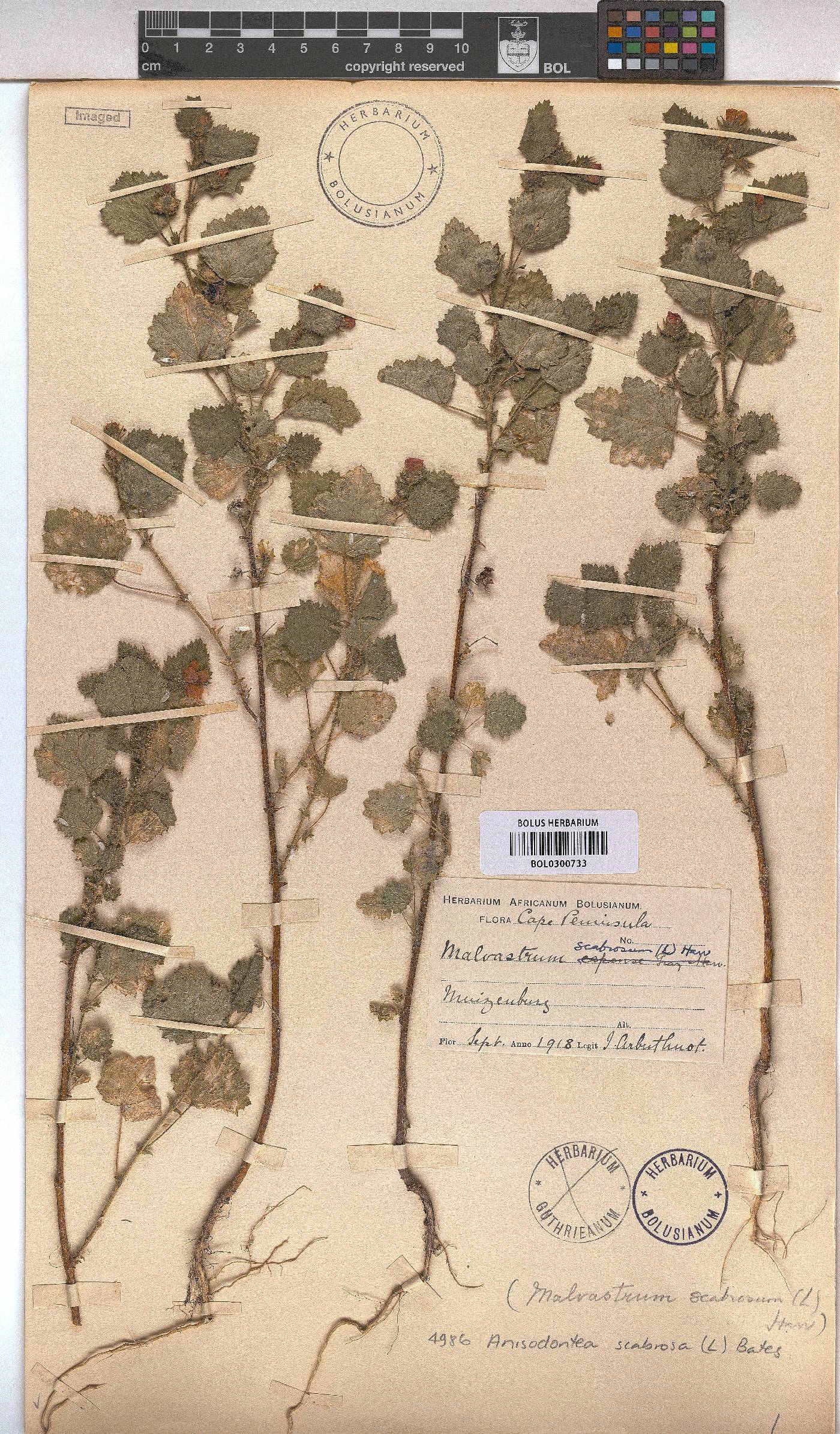 Anisodontea scabrosa image