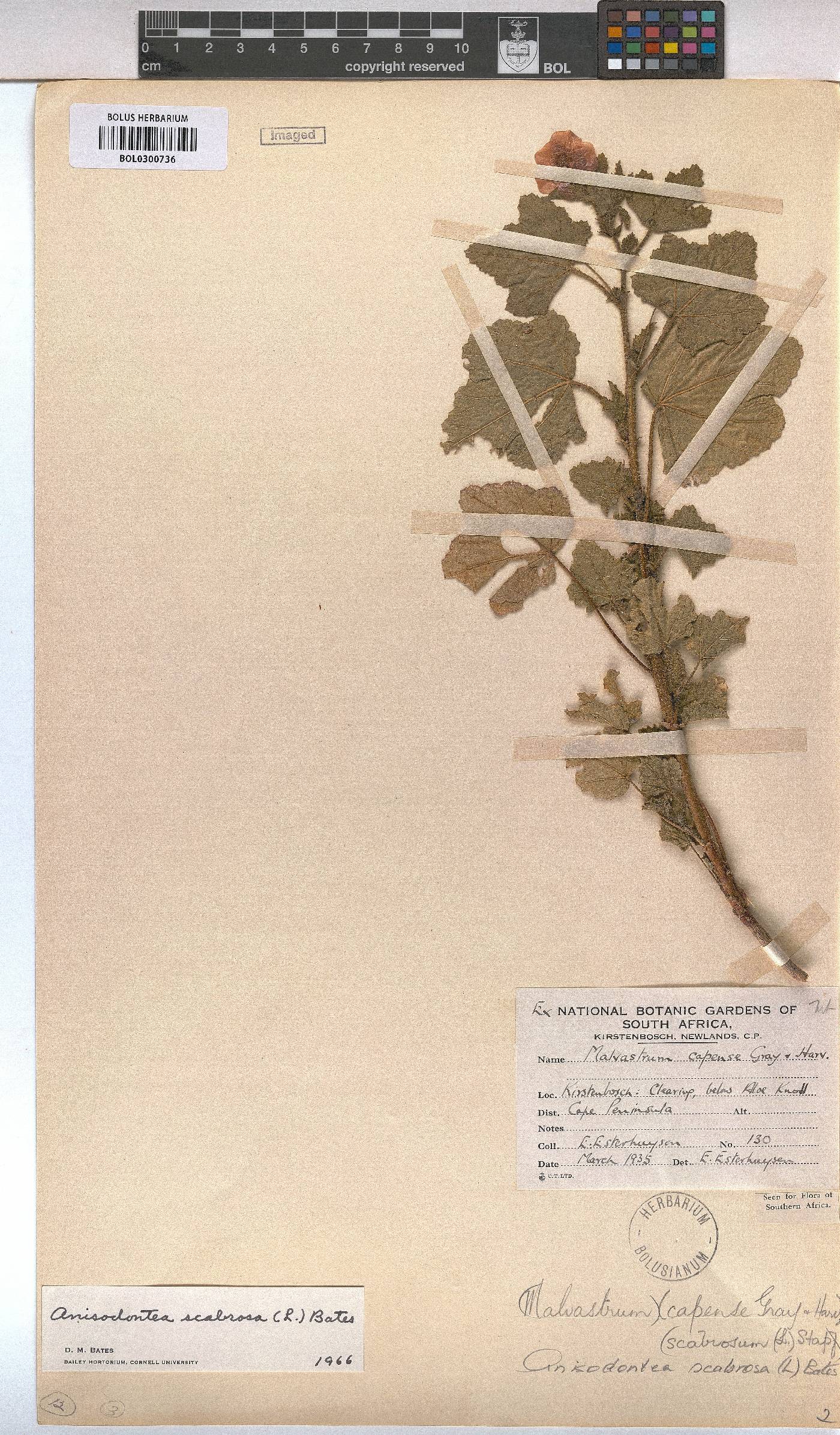 Anisodontea image