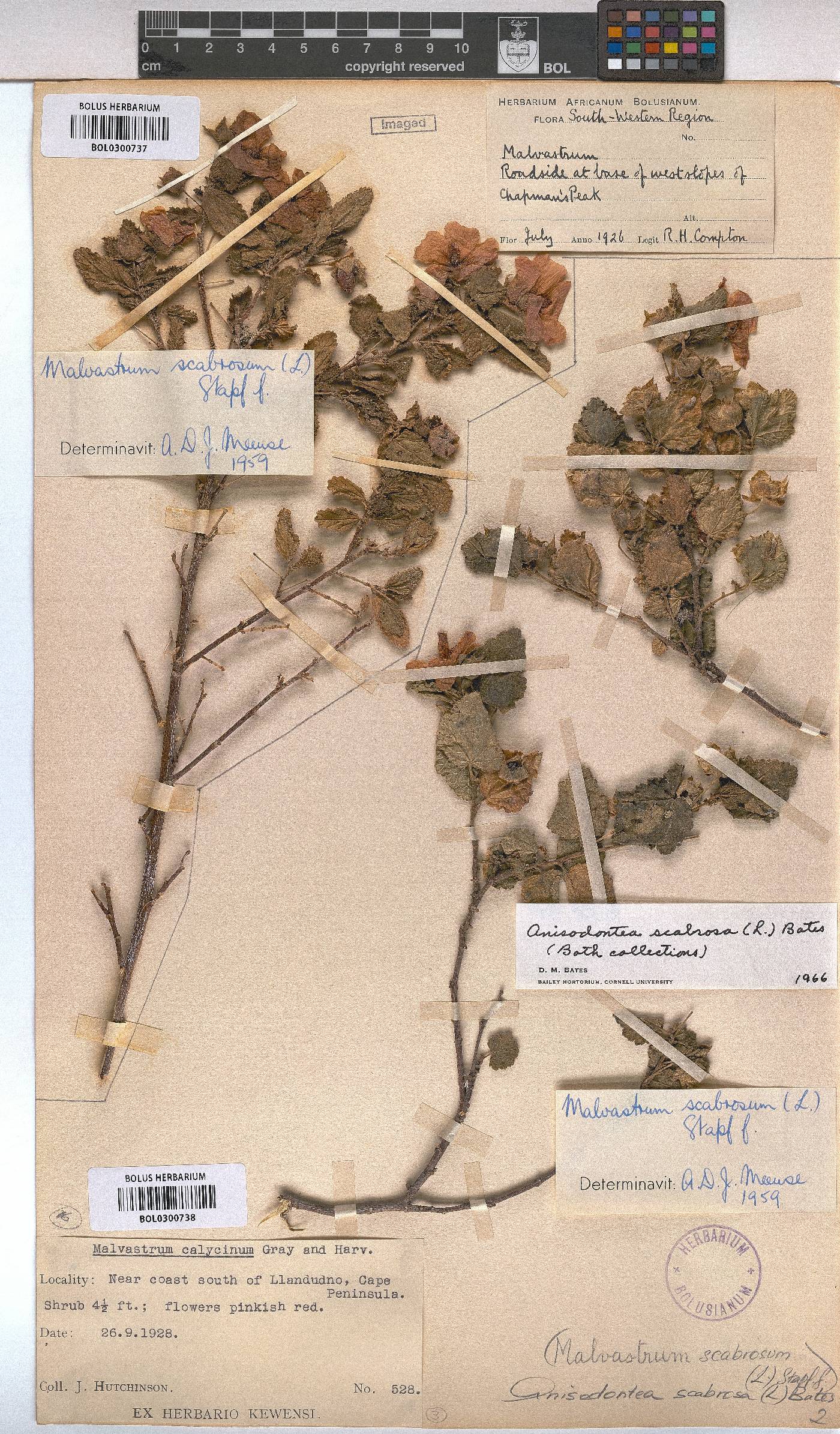 Anisodontea scabrosa image