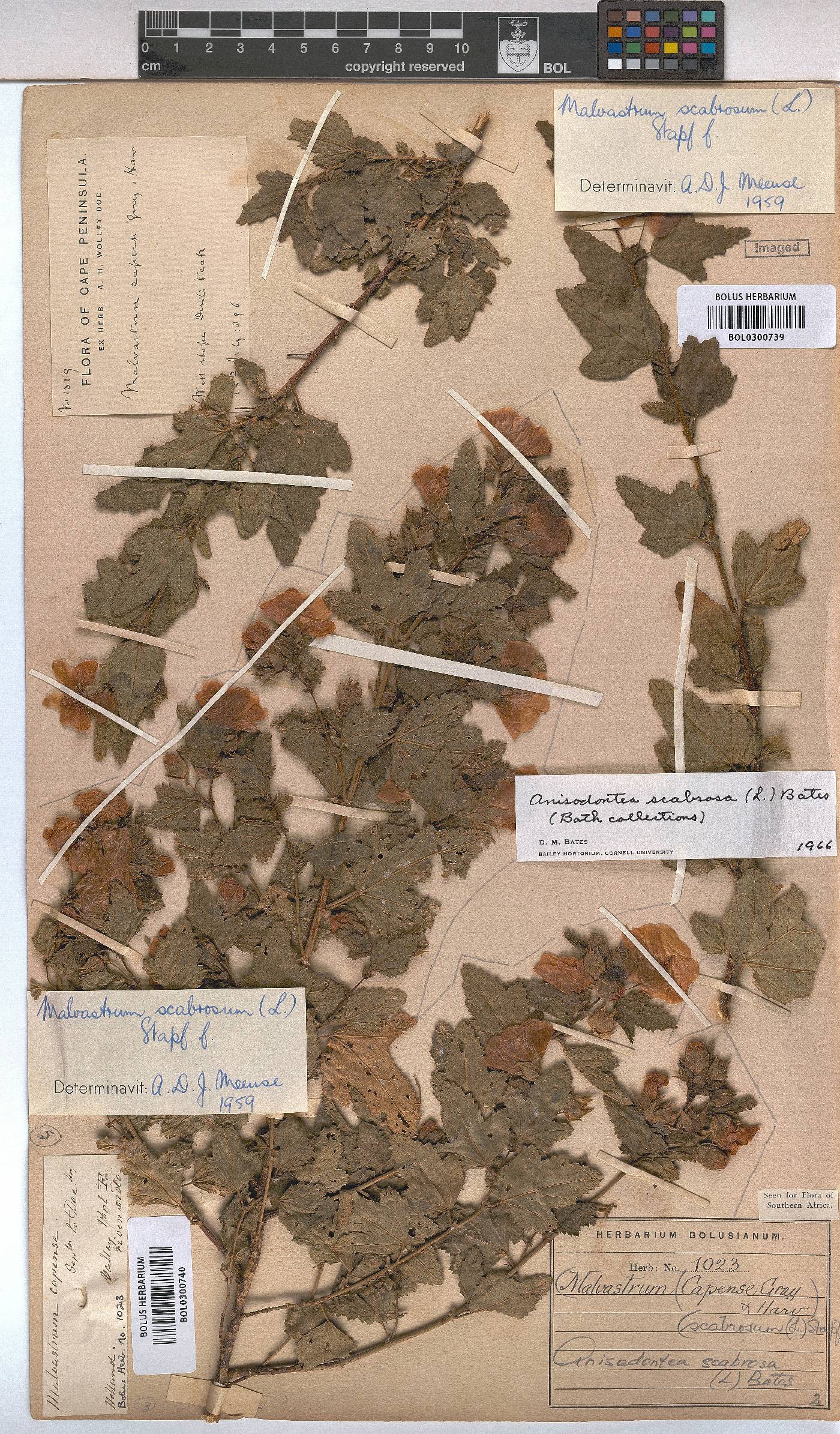Anisodontea scabrosa image