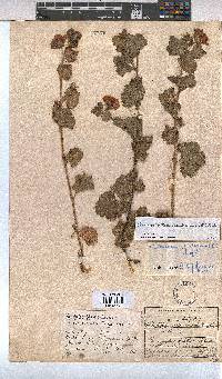 Anisodontea scabrosa image