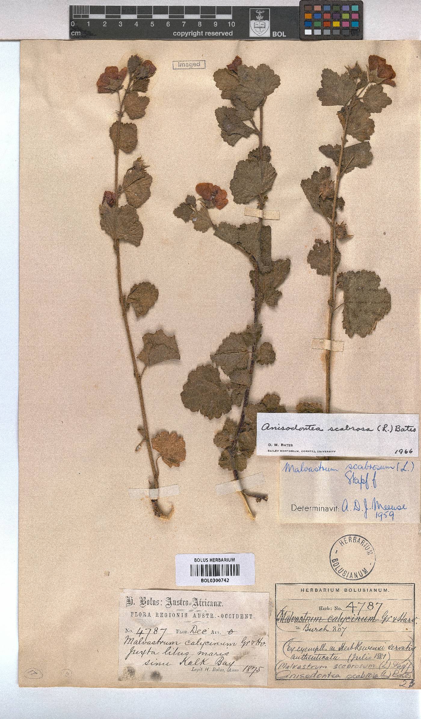 Anisodontea scabrosa image