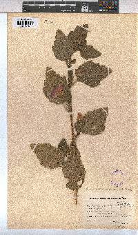 Anisodontea scabrosa image