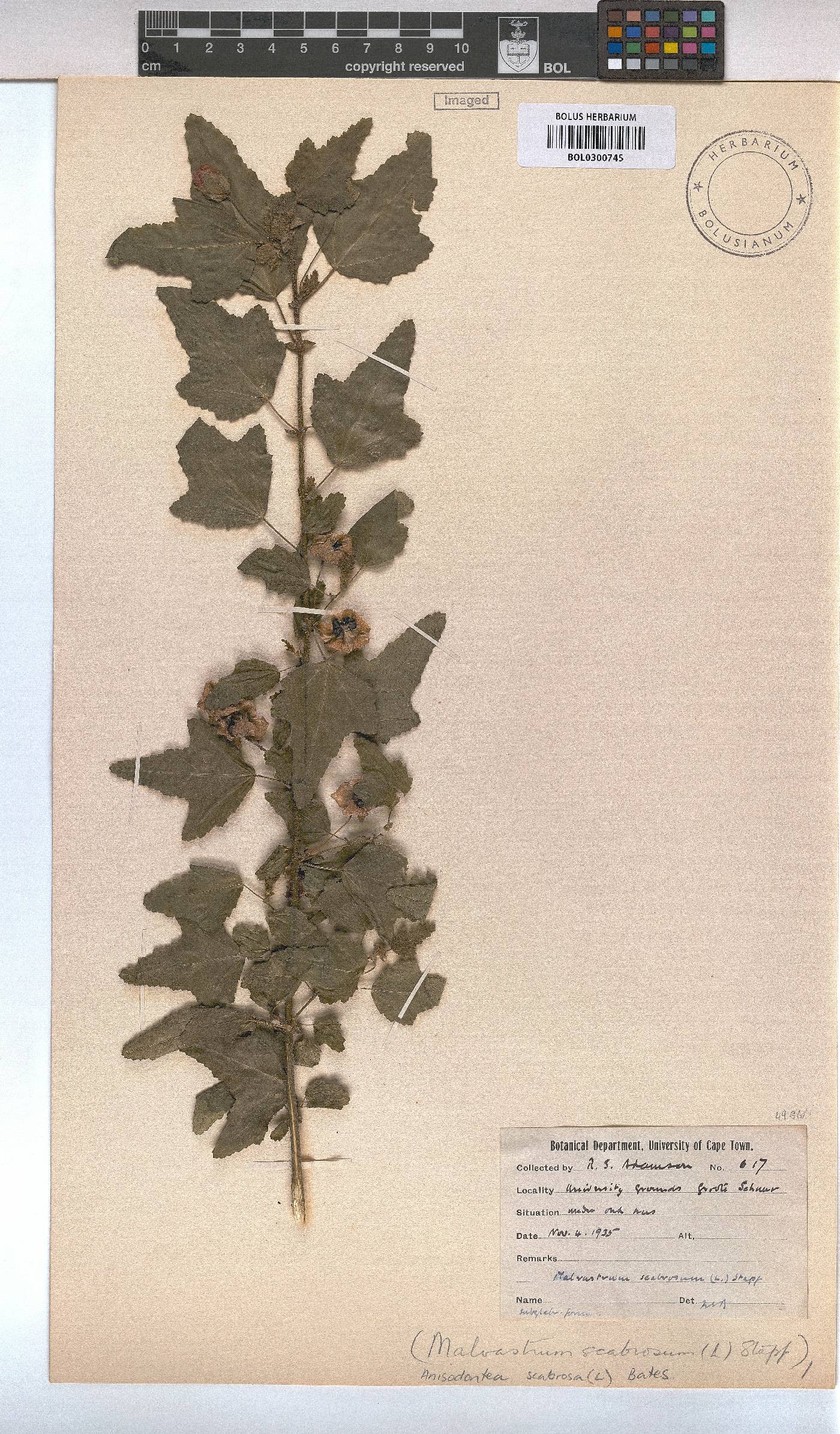 Anisodontea scabrosa image