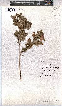 Anisodontea scabrosa image