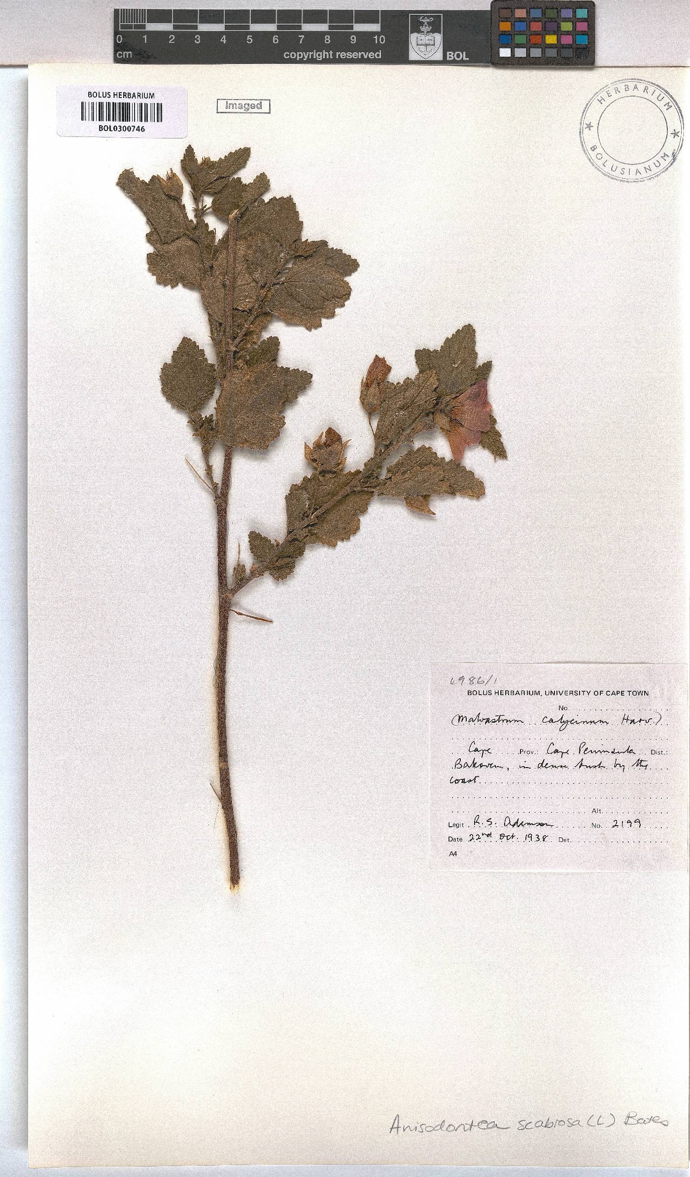 Anisodontea scabrosa image