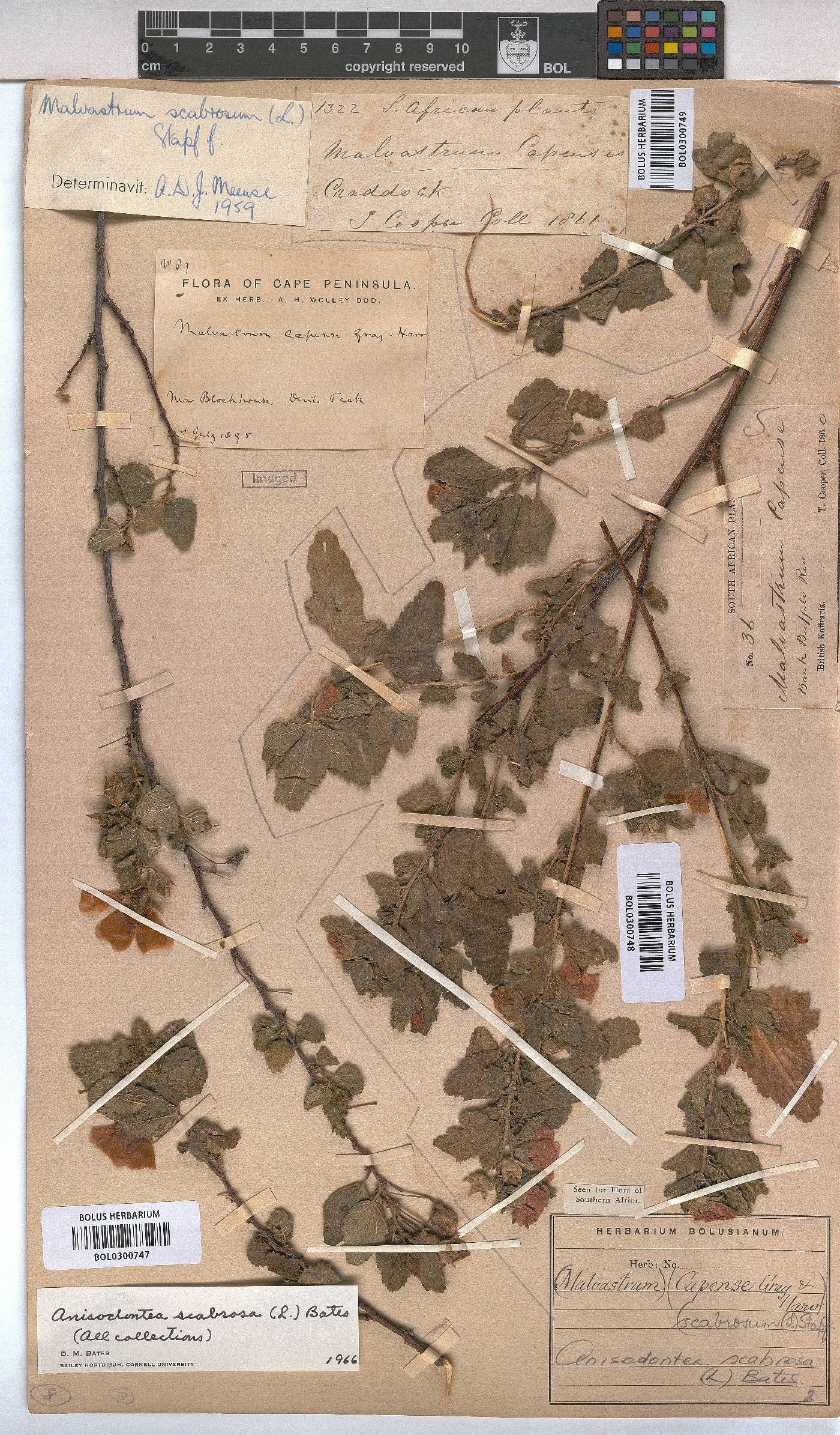 Anisodontea scabrosa image