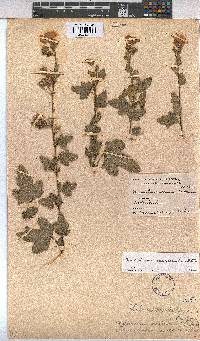 Anisodontea scabrosa image
