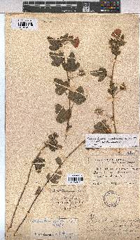 Anisodontea scabrosa image