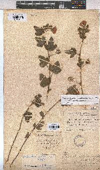 Anisodontea scabrosa image