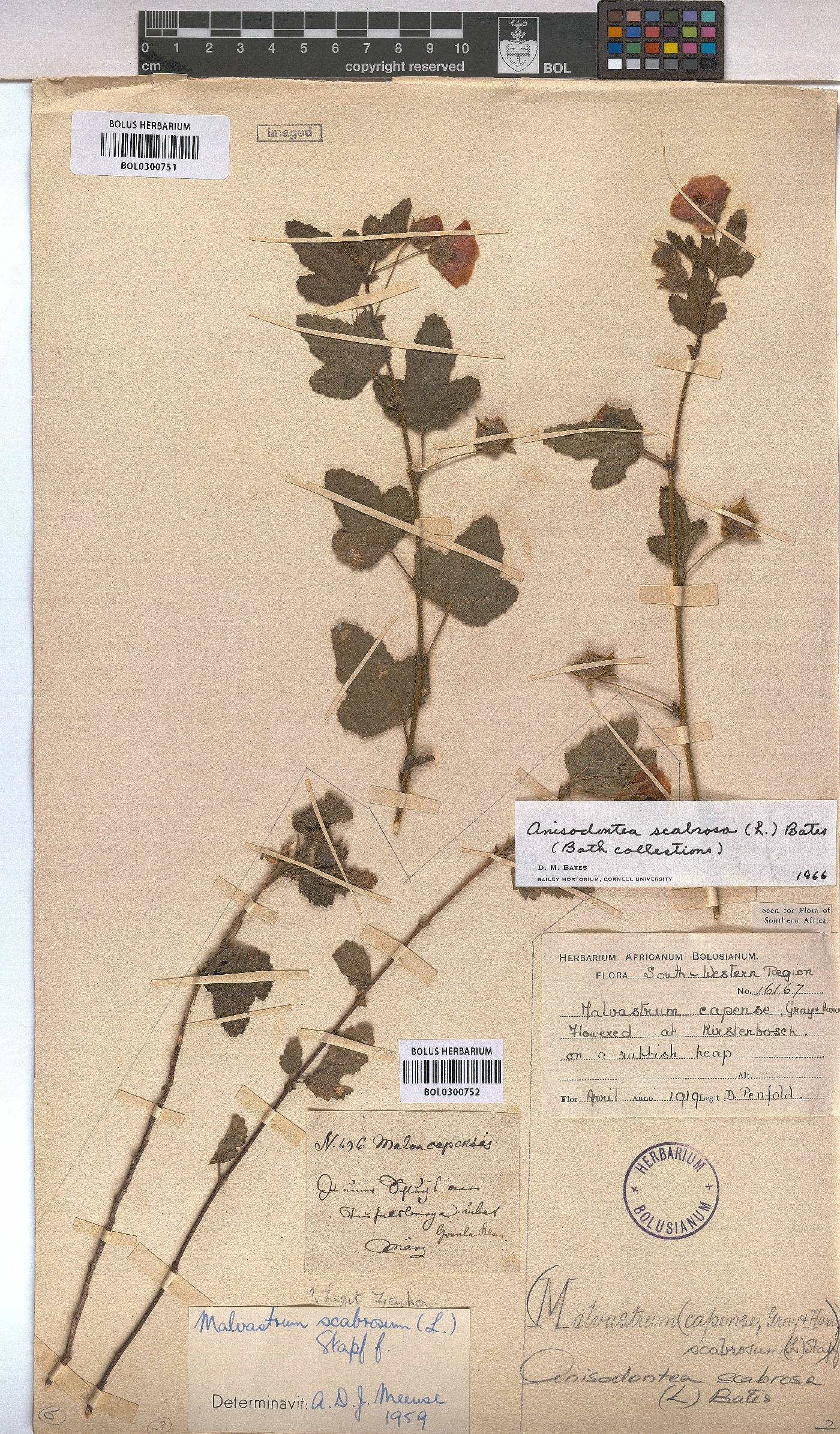 Anisodontea scabrosa image