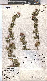 Anisodontea scabrosa image
