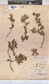 Anisodontea scabrosa image