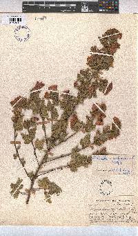 Anisodontea scabrosa image