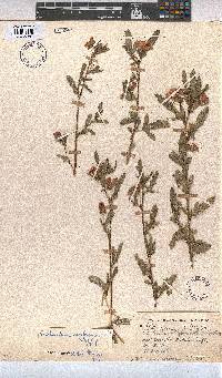 Anisodontea scabrosa image