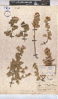 Anisodontea scabrosa image