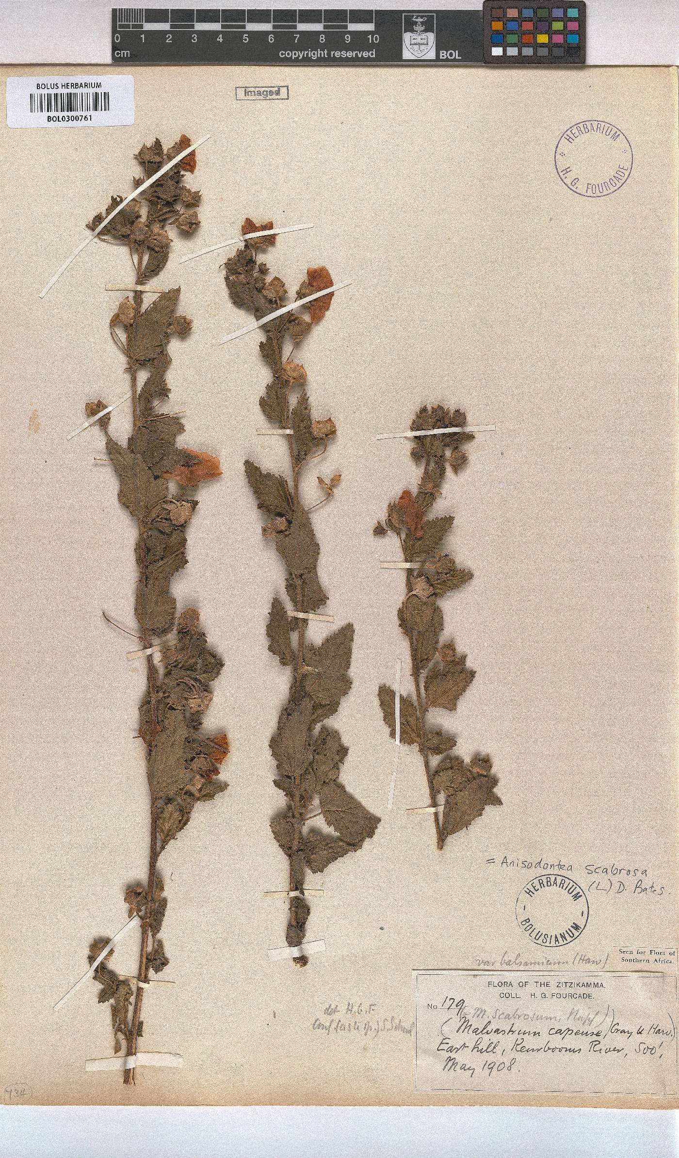 Anisodontea scabrosa image