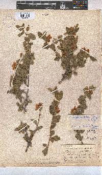 Anisodontea scabrosa image