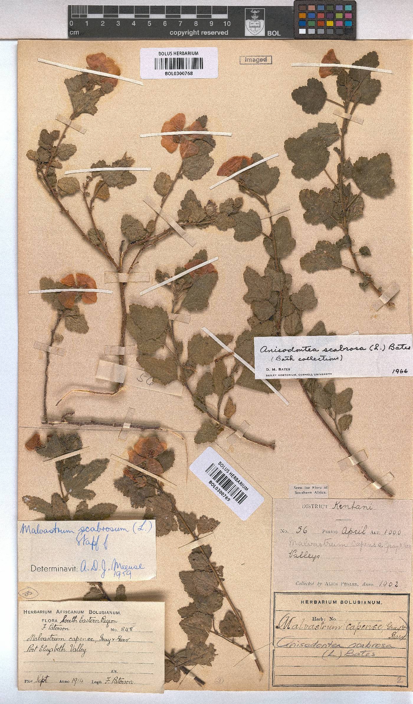 Anisodontea scabrosa image