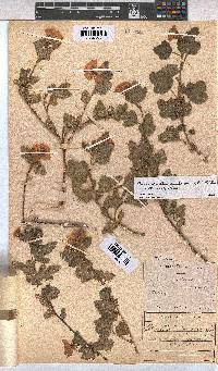 Anisodontea scabrosa image