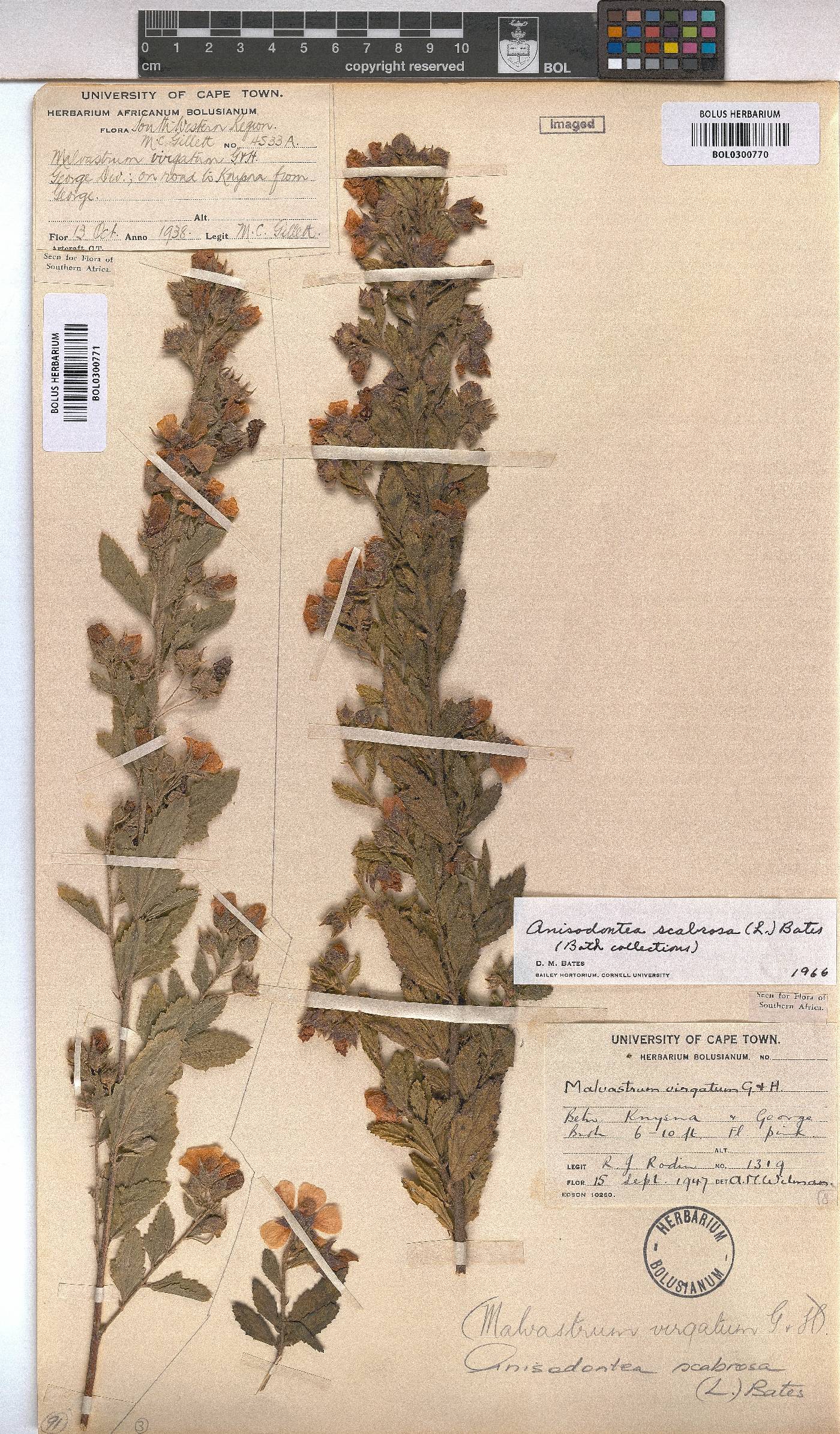 Anisodontea scabrosa image