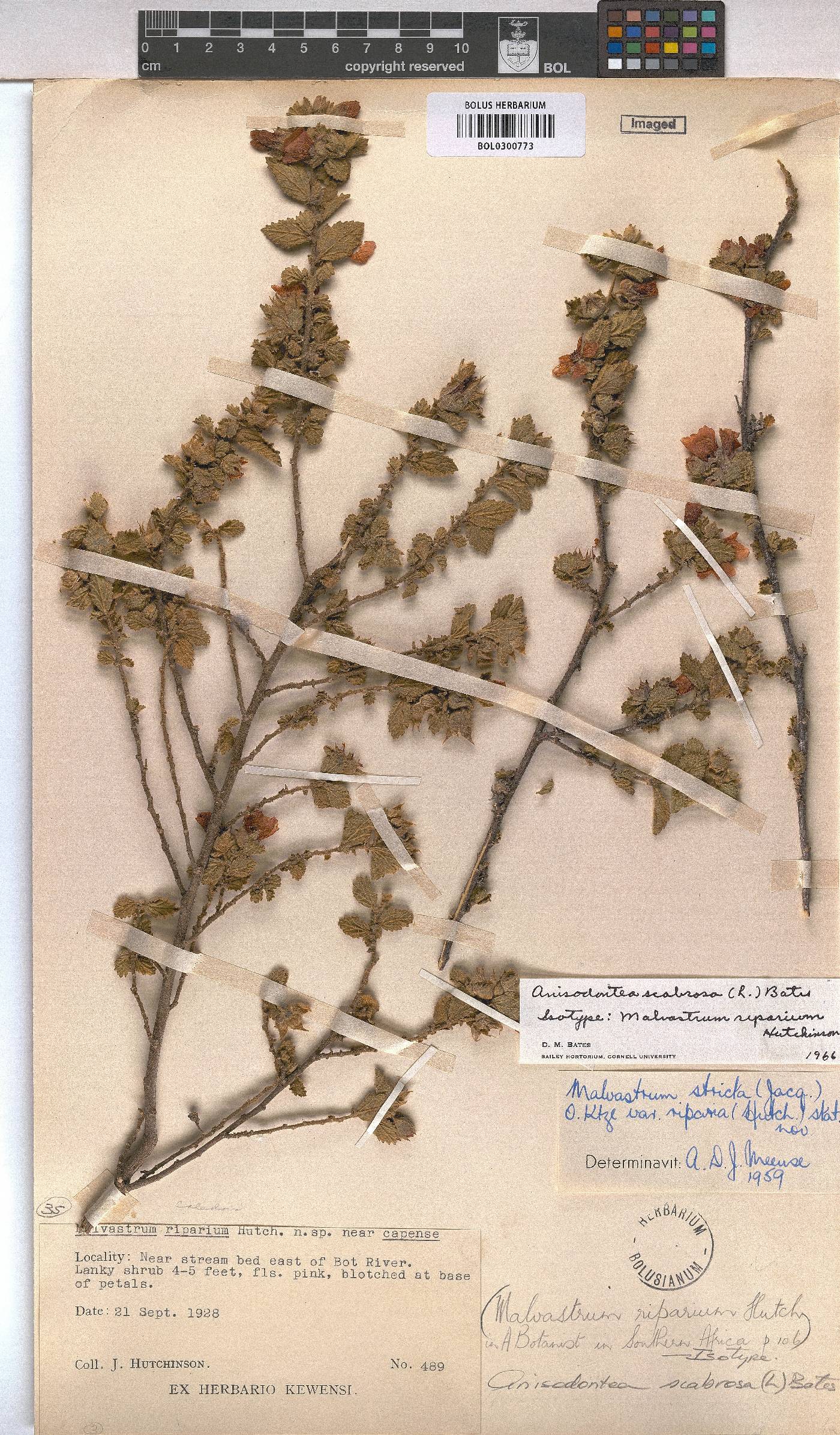 Anisodontea scabrosa image