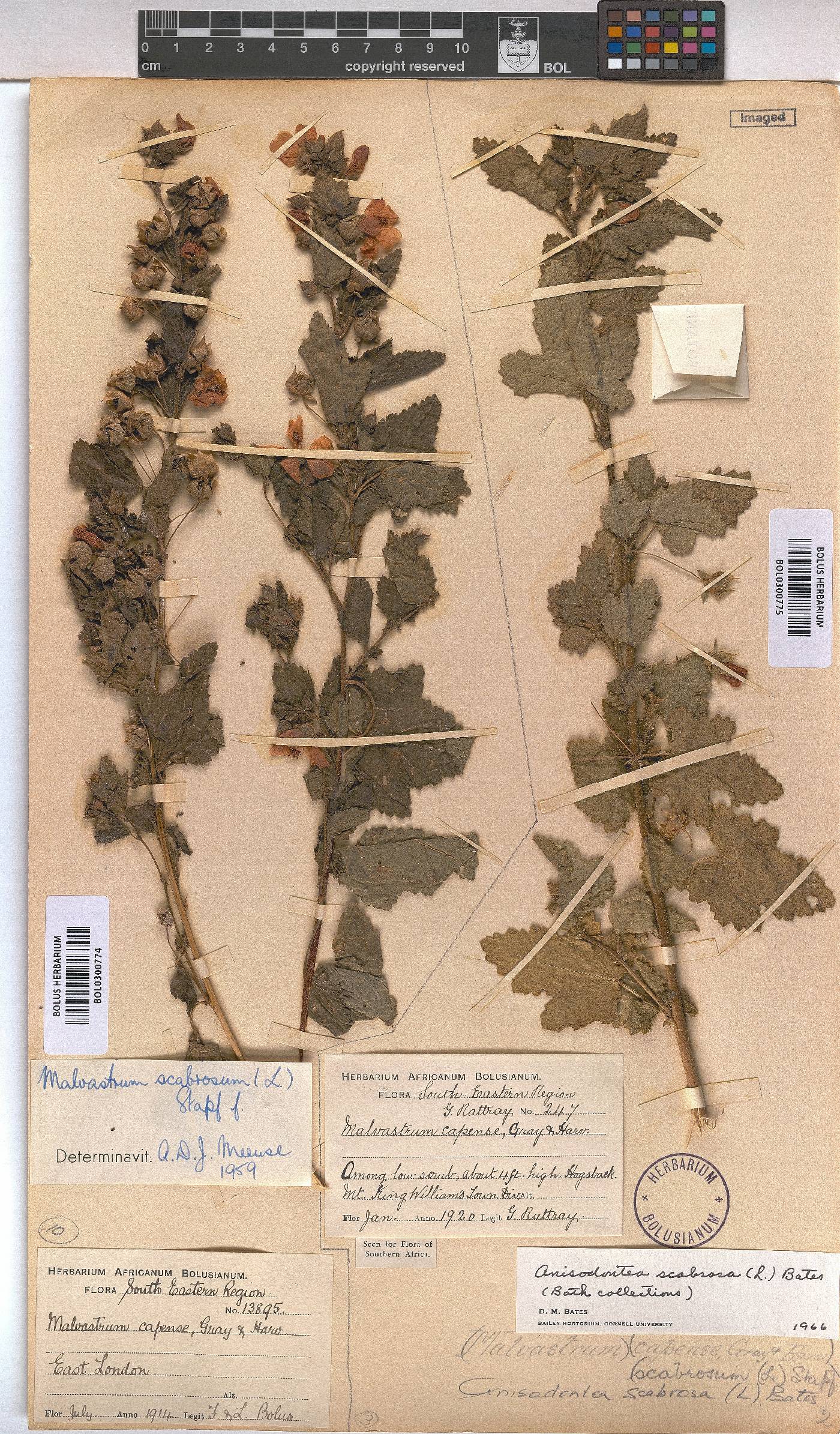 Anisodontea scabrosa image