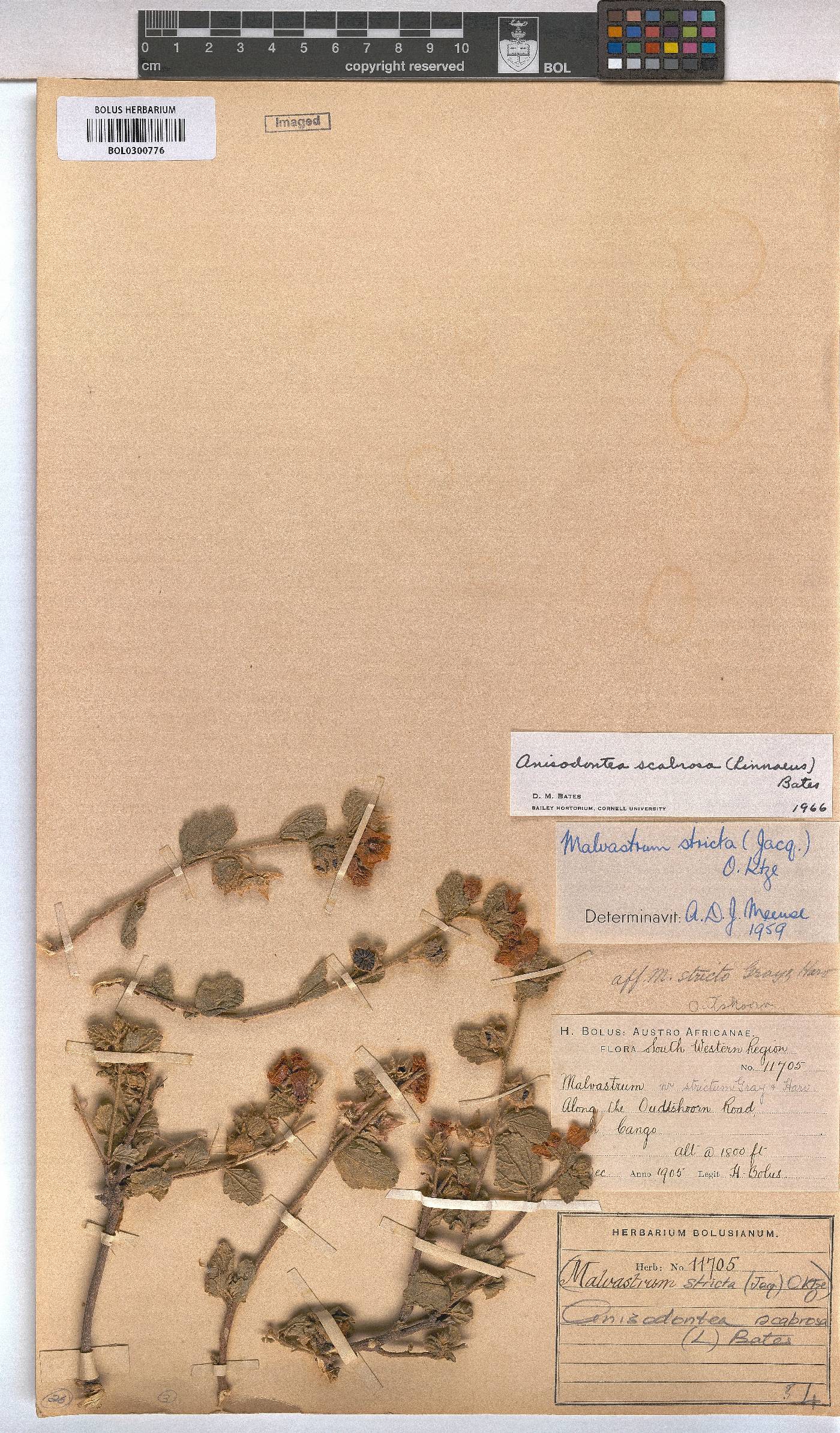 Anisodontea scabrosa image